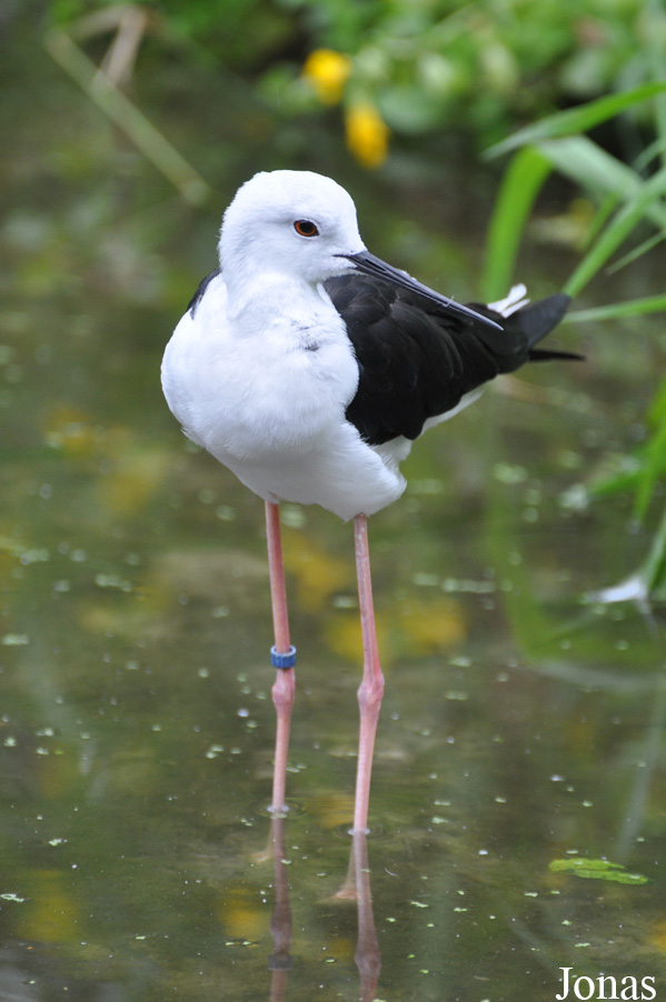 Himantopus himantopus