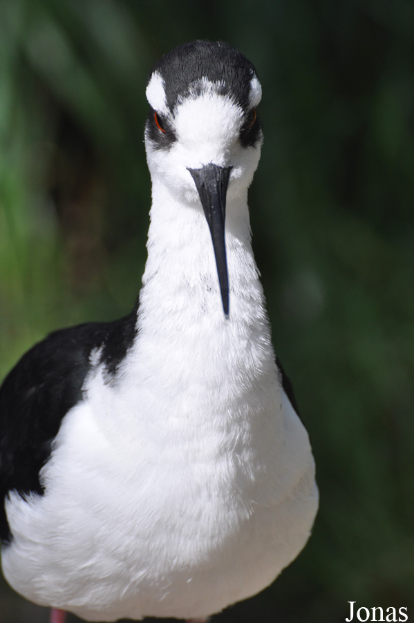 Himantopus mexicanus