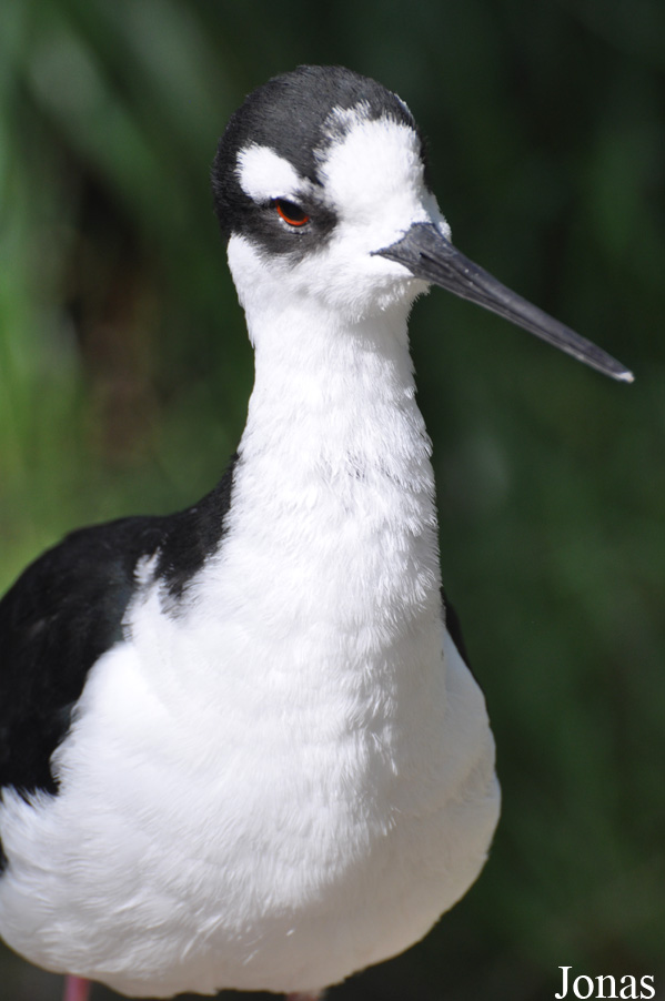Himantopus mexicanus