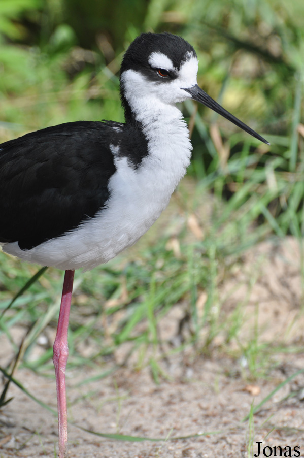 Himantopus mexicanus