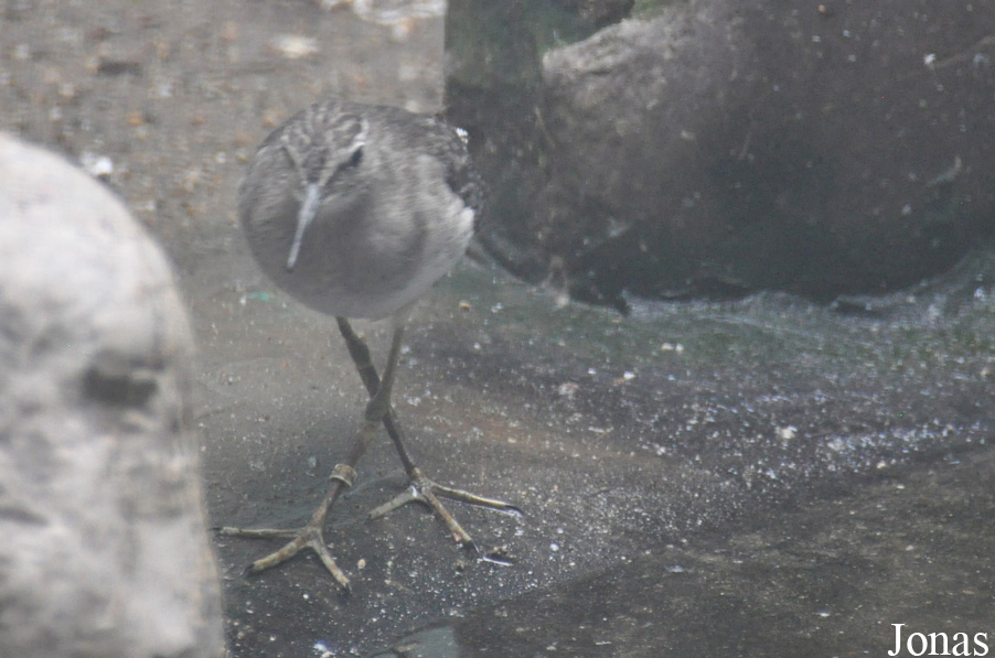 Actitis hypoleucos