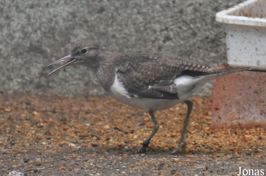 Actitis hypoleucos