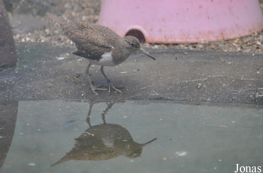 Actitis hypoleucos