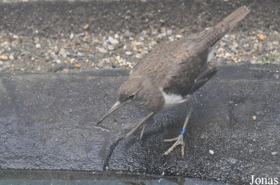 Actitis hypoleucos