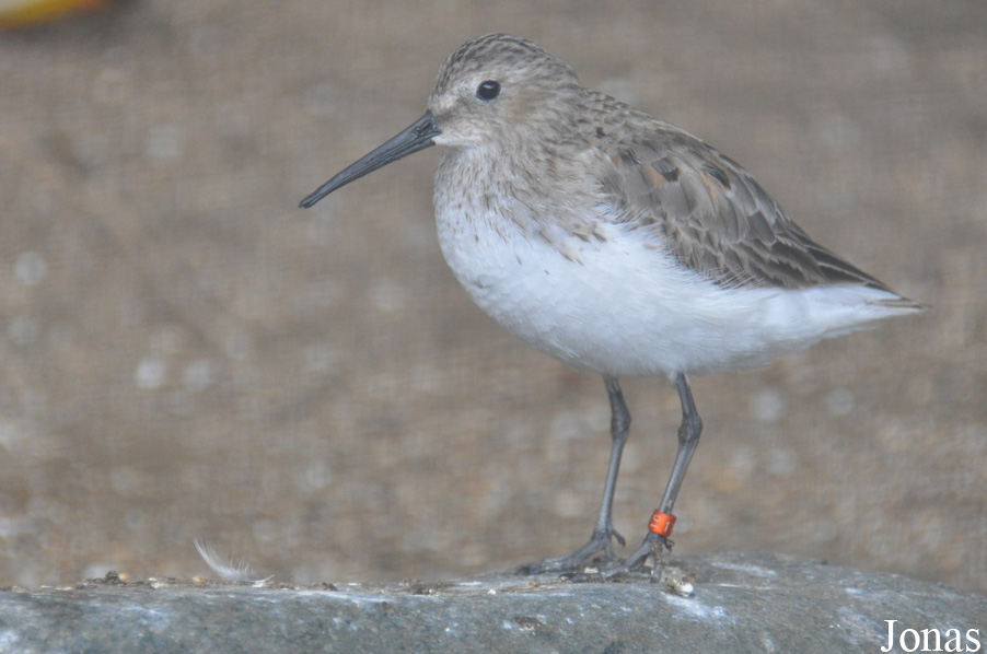 Calidris alpina
