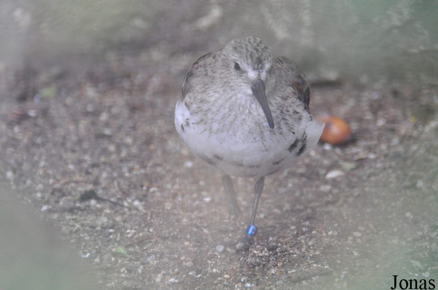Calidris alpina