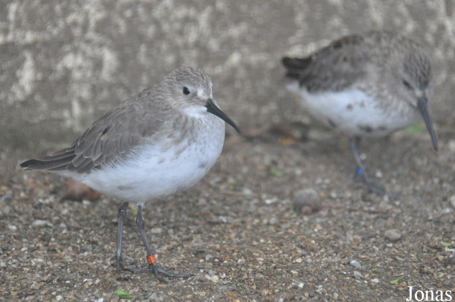 Calidris minuta
