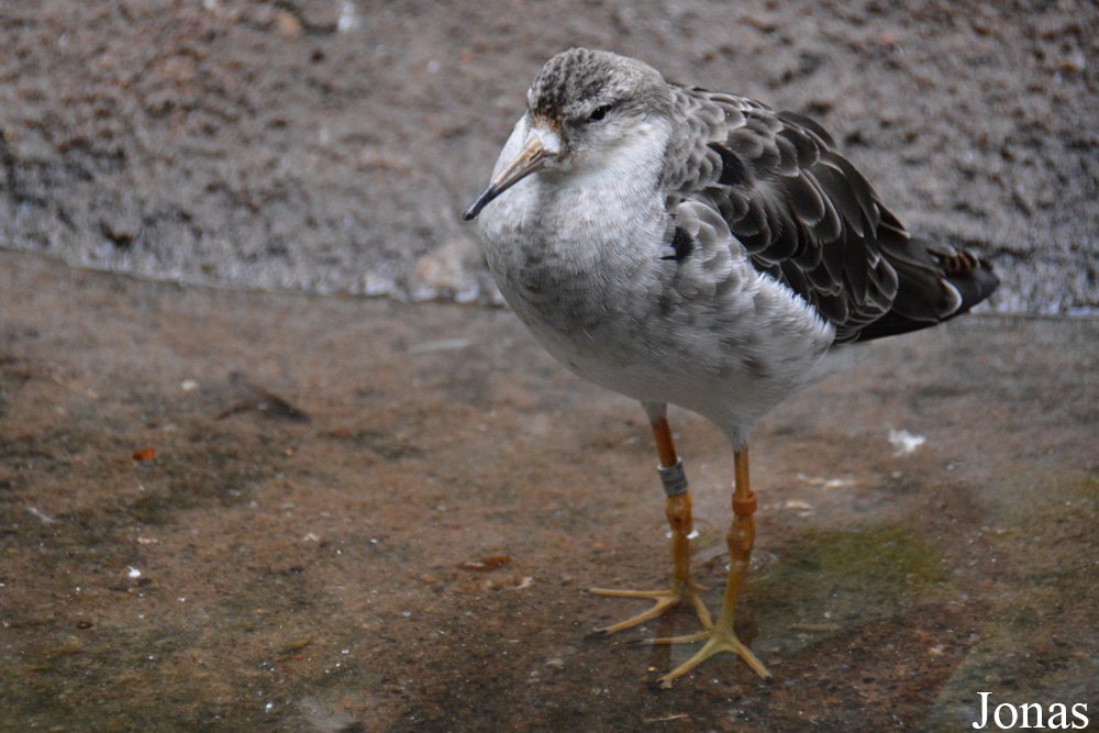 Calidris pugnax