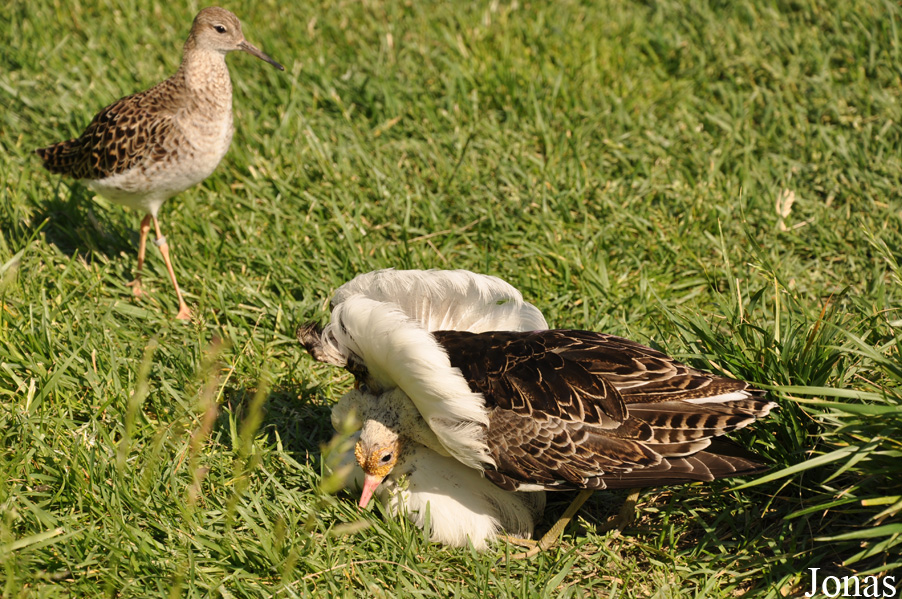 Calidris pugnax