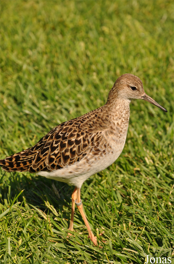 Calidris pugnax