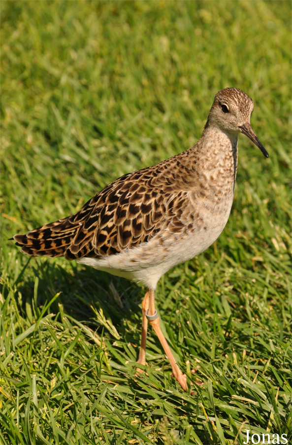 Calidris pugnax