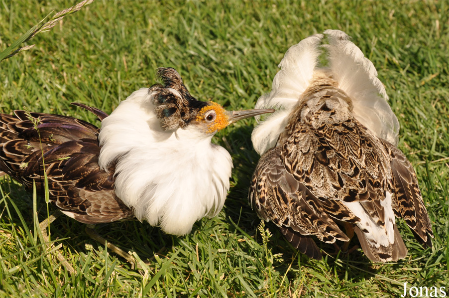 Calidris pugnax