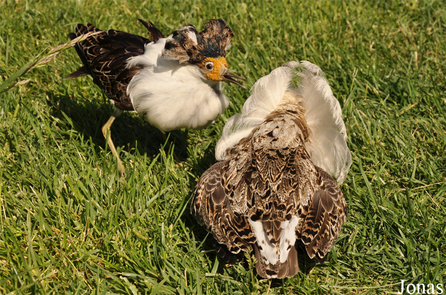 Calidris pugnax