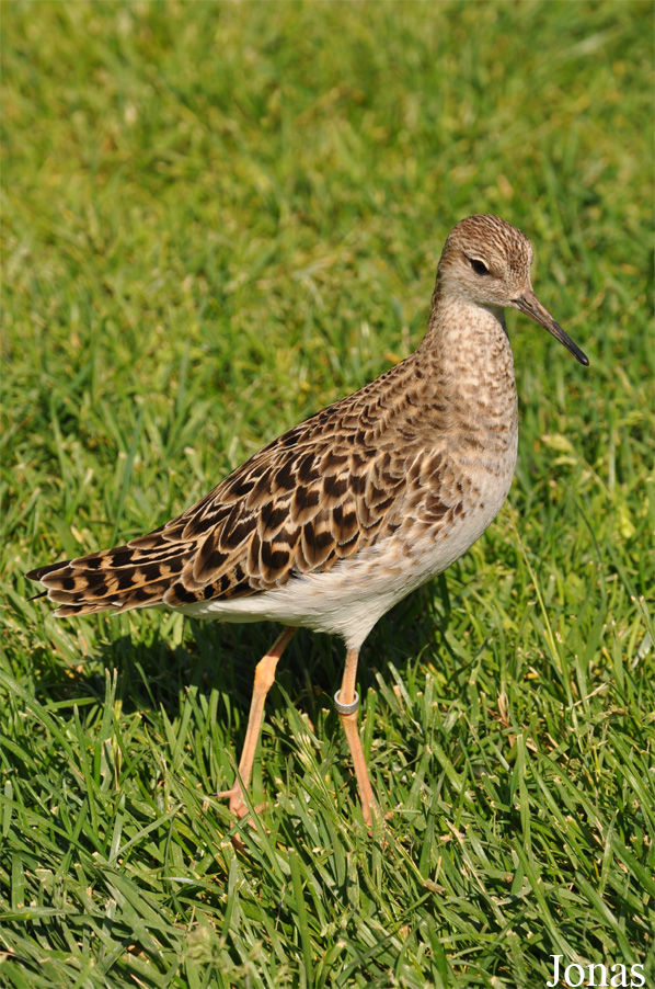 Calidris pugnax