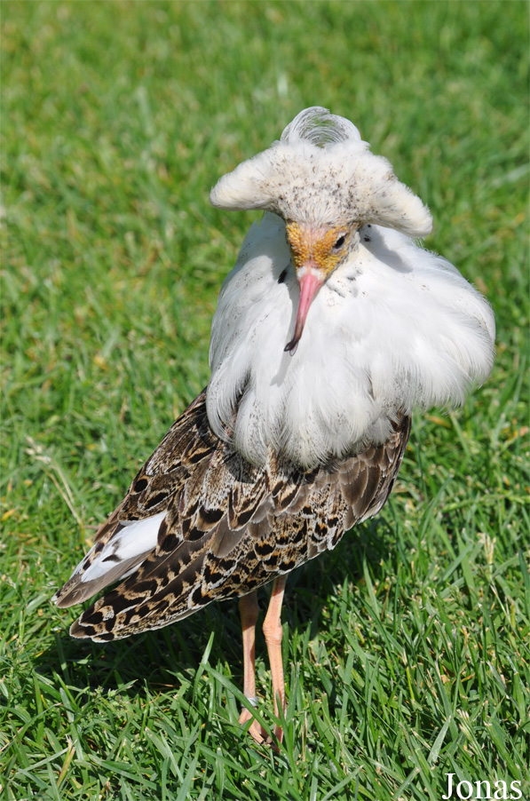 Calidris pugnax