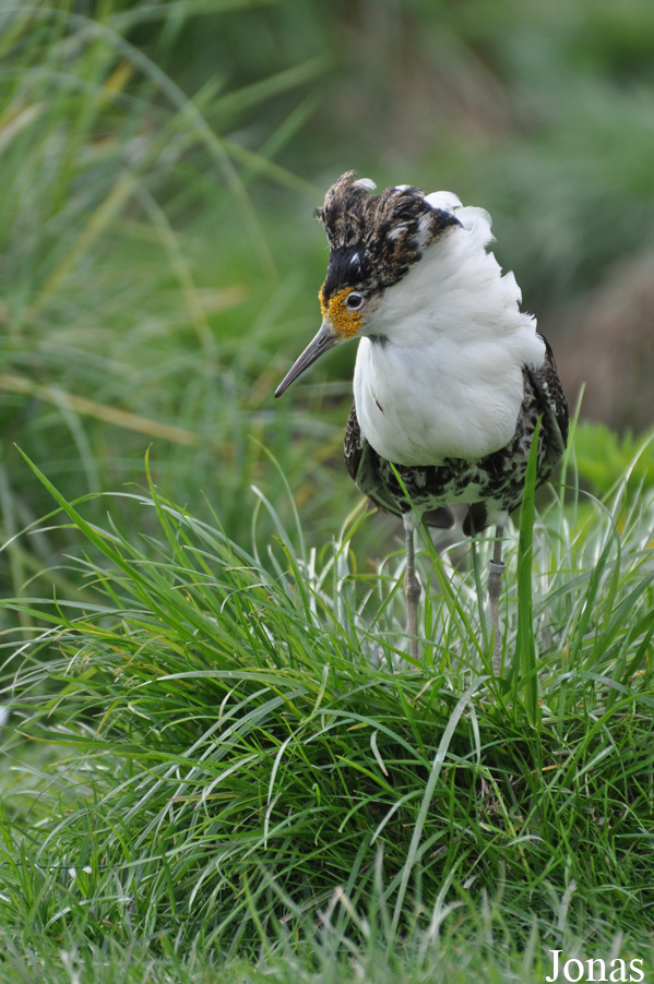 Calidris pugnax