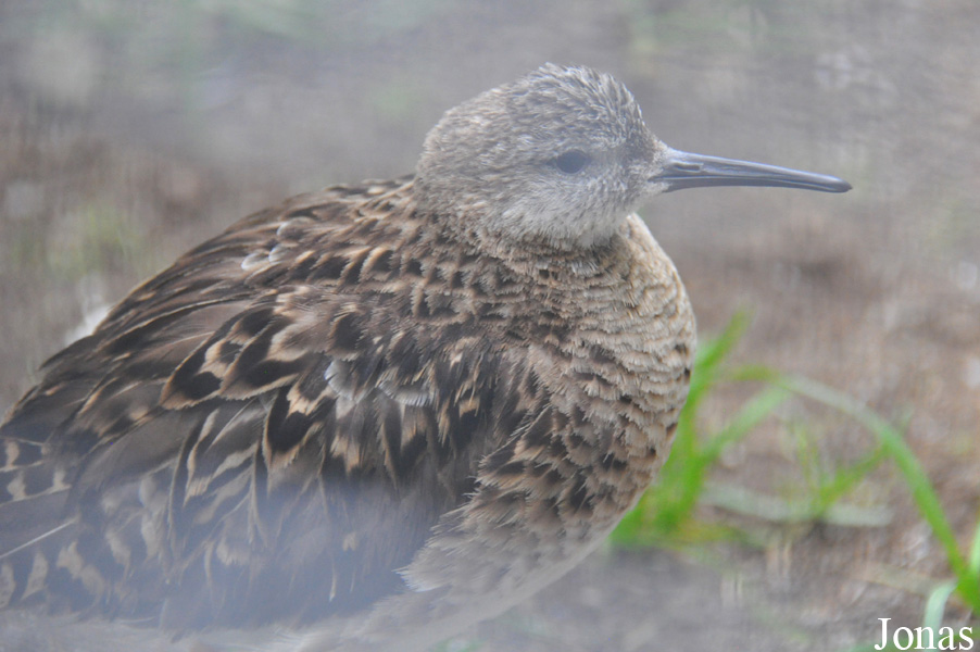 Calidris pugnax