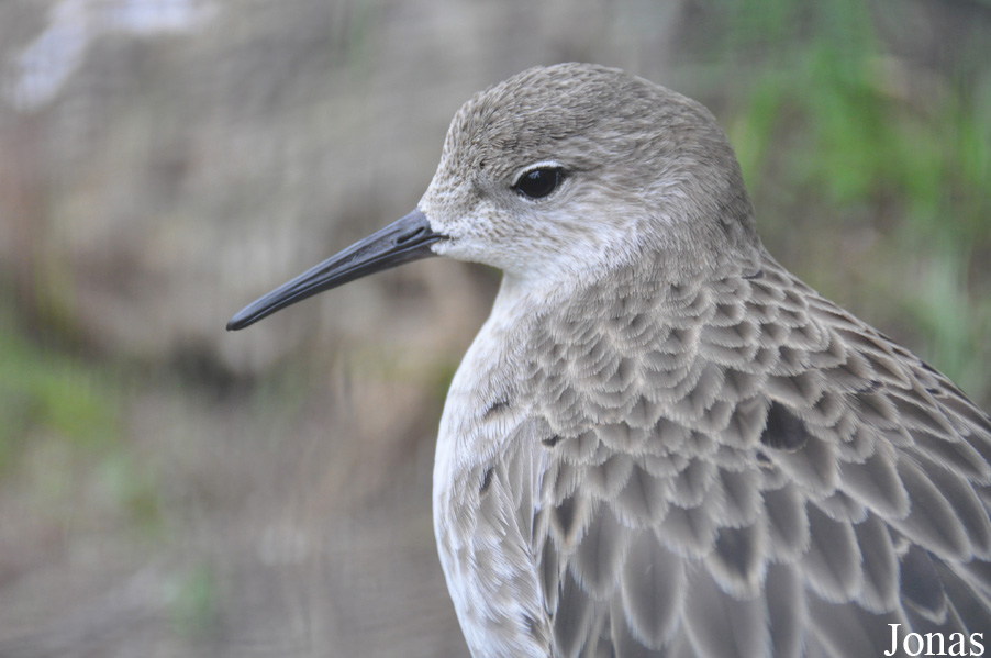 Calidris pugnax