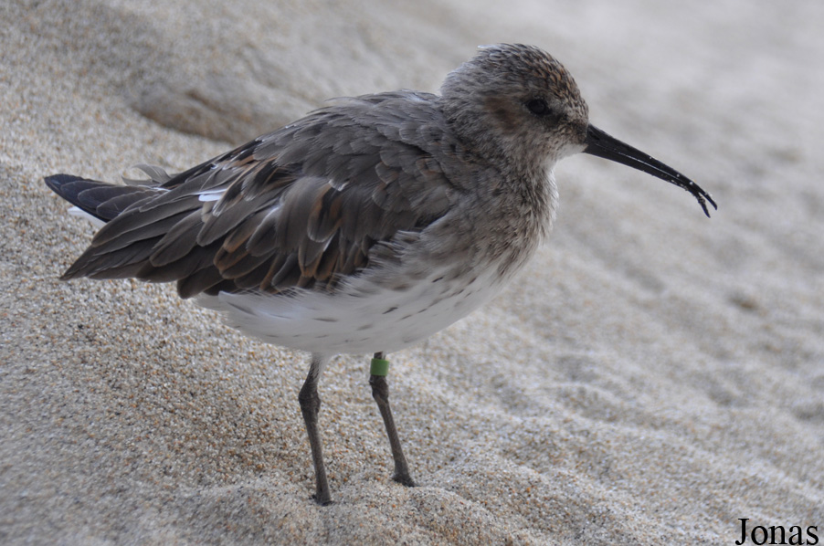 Calidris pusilla