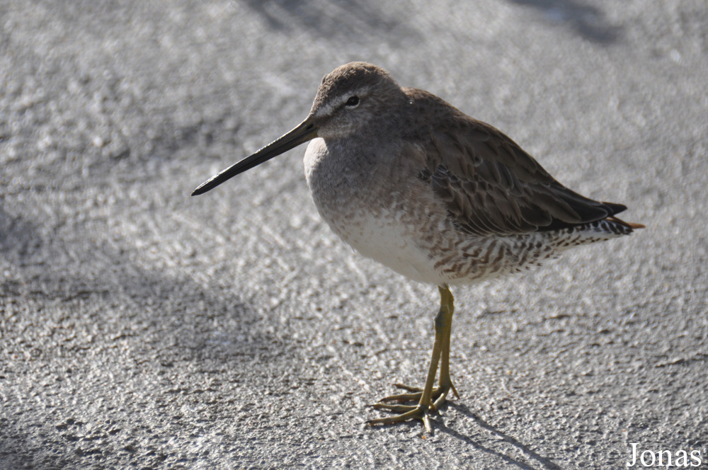 Limnodromus griseus