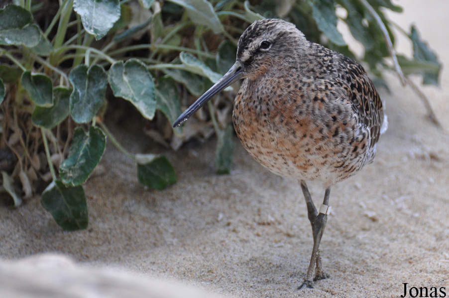 Limnodromus griseus