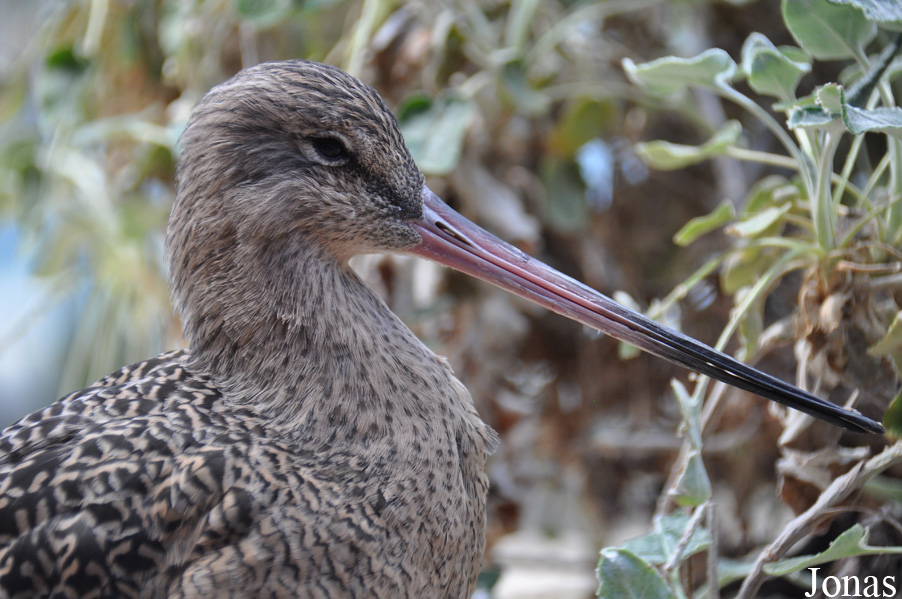 Limosa fedoa