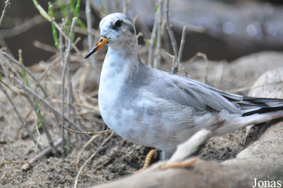 Phalaropus fulicarius