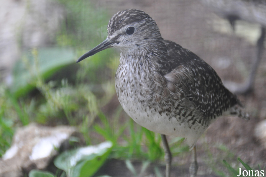 Tringa glareola