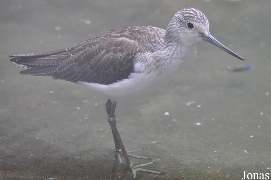 Tringa nebularia
