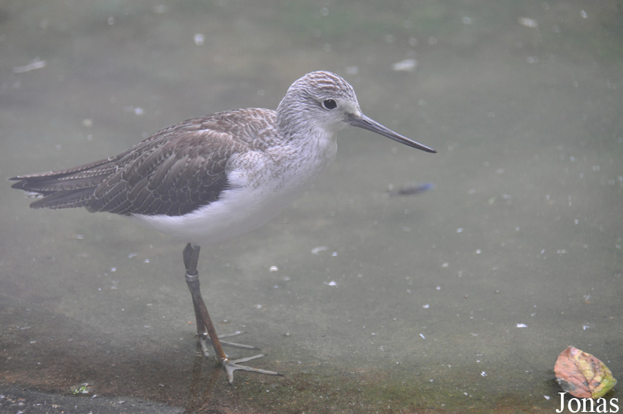 Tringa nebularia