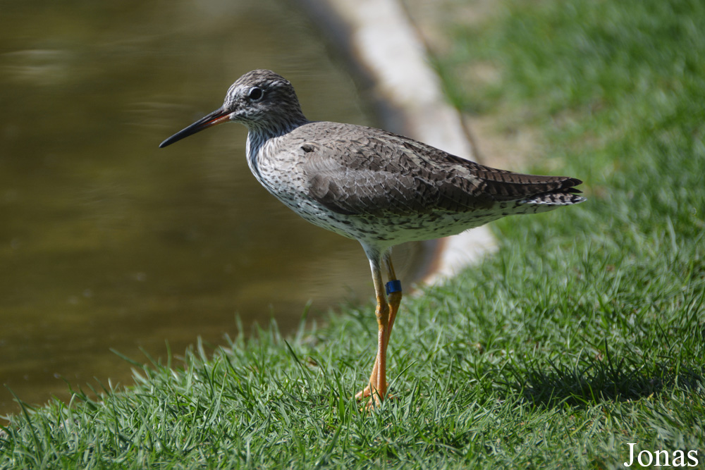 Tringa totanus