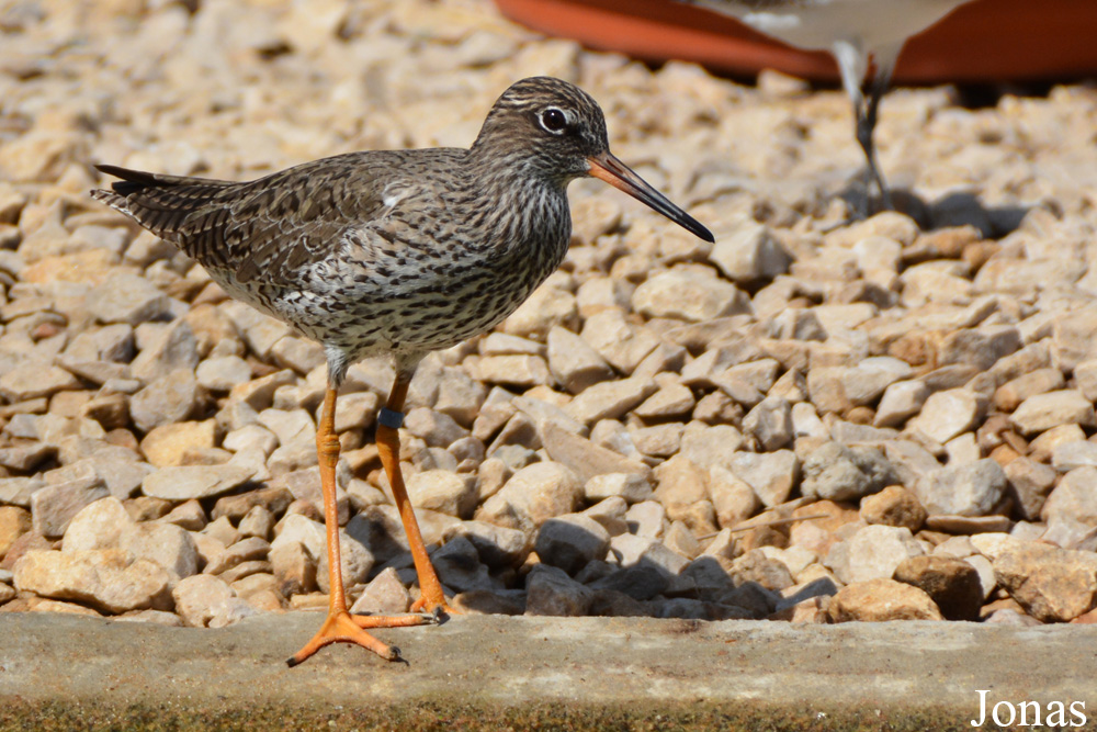 Tringa totanus