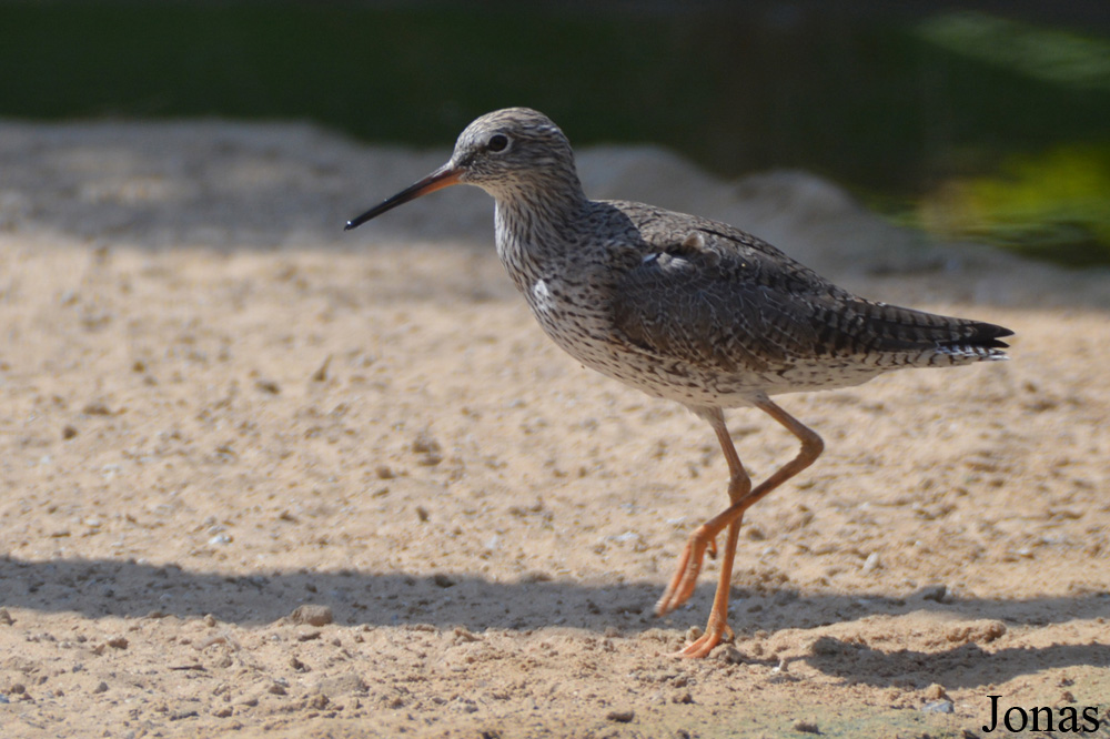Tringa totanus