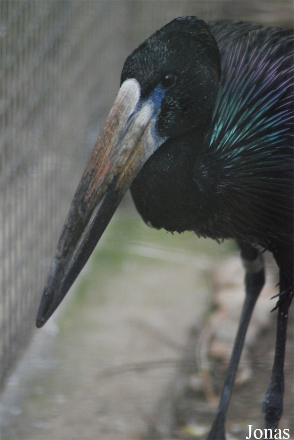 Anastomus lamelligerus