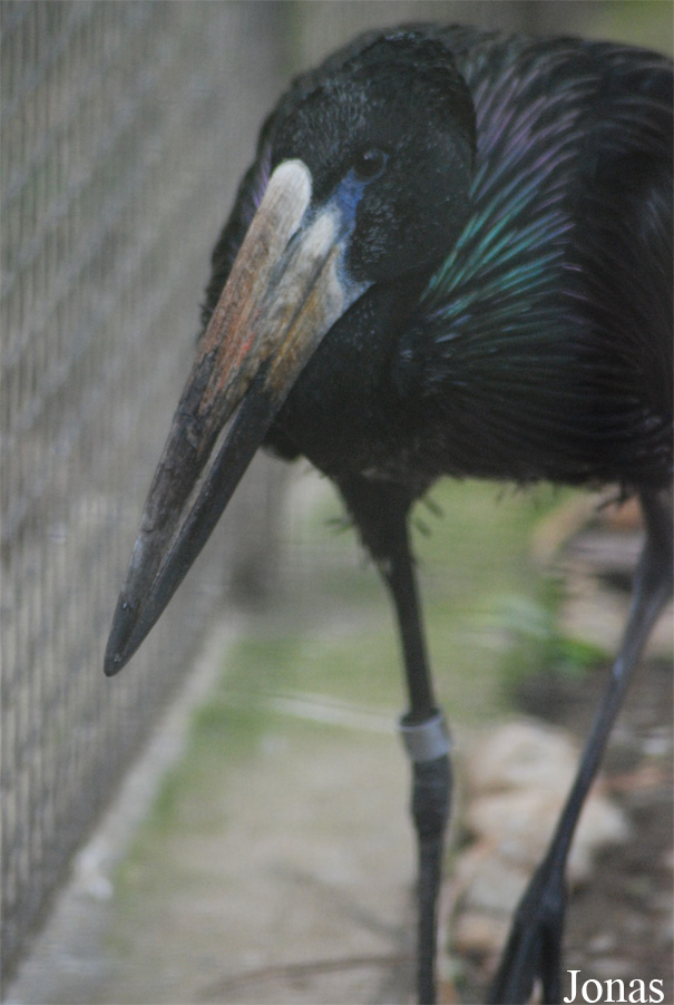 Anastomus lamelligerus