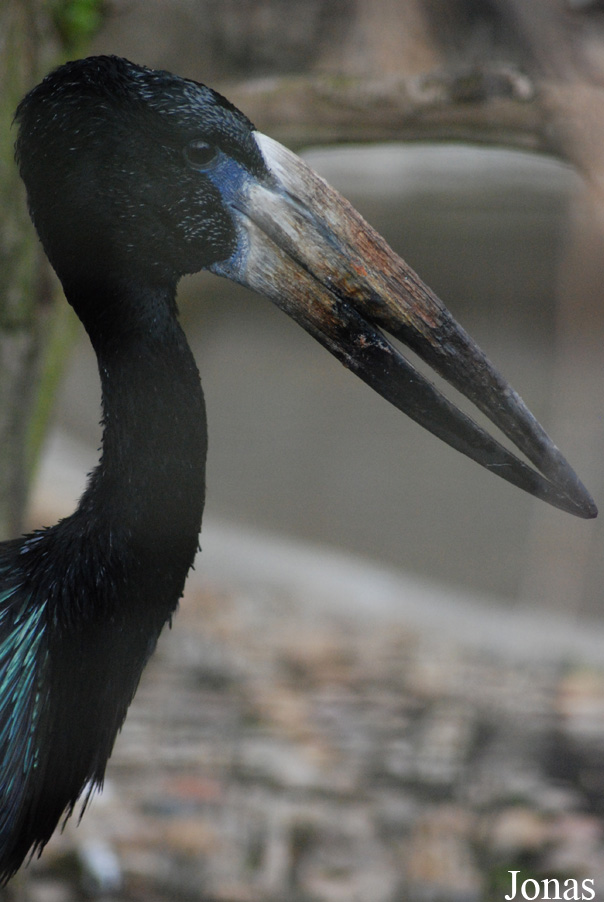 Anastomus lamelligerus