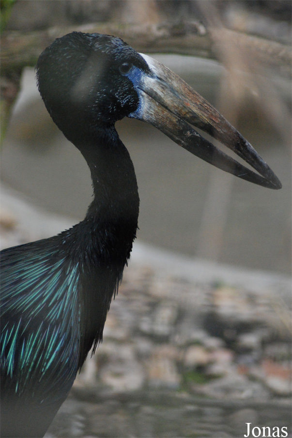 Anastomus lamelligerus