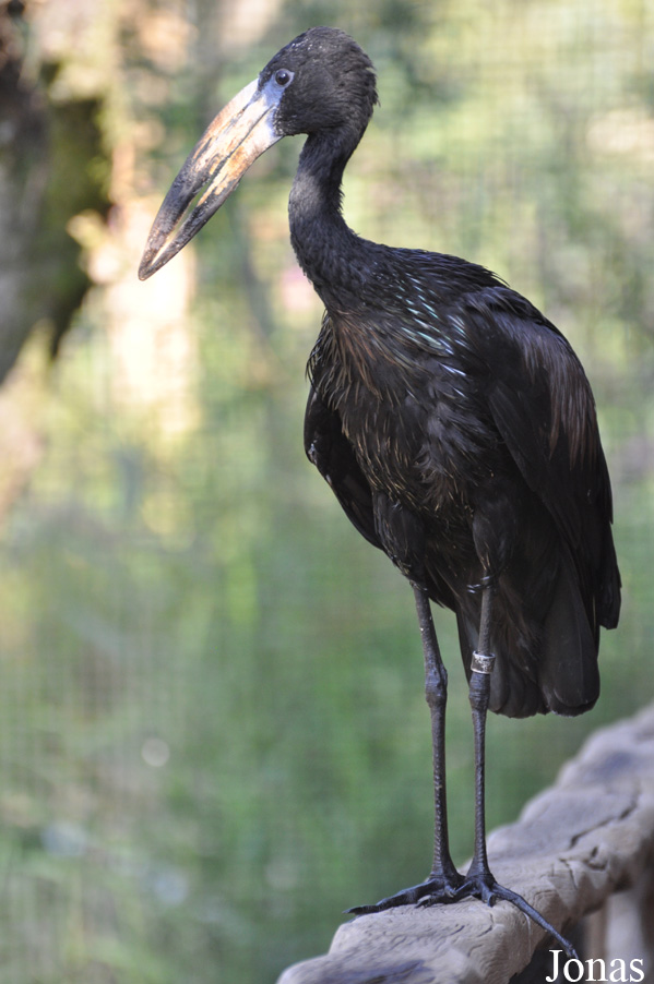 Anastomus lamelligerus