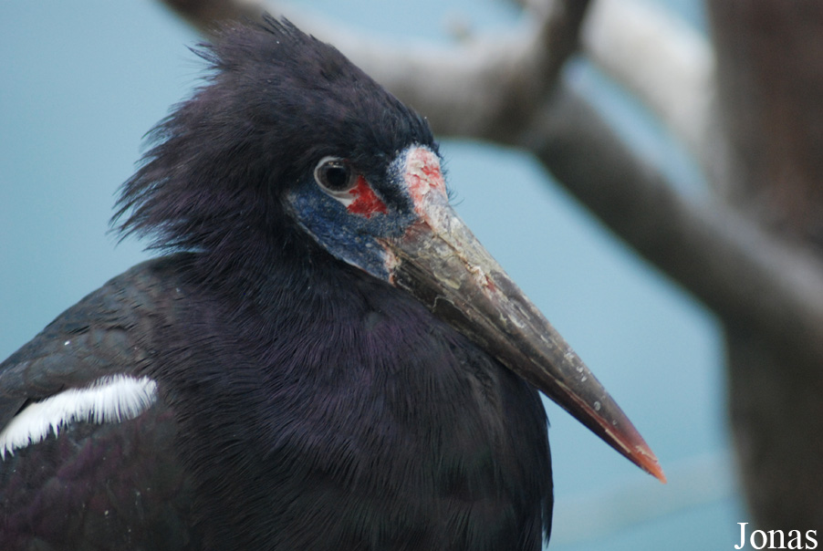 Ciconia abdimii