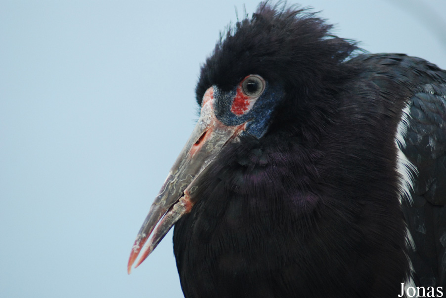 Ciconia abdimii