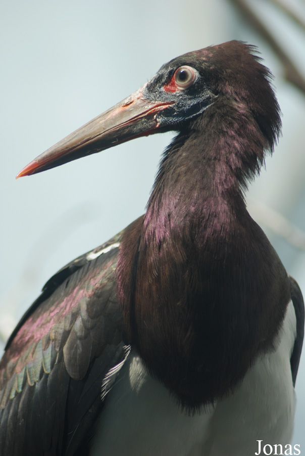 Ciconia abdimii