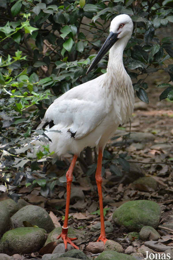 Ciconia boyciana
