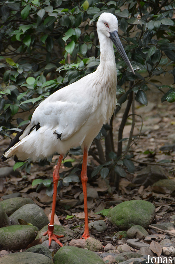 Ciconia boyciana