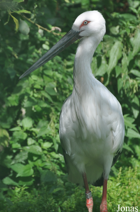 Ciconia boyciana