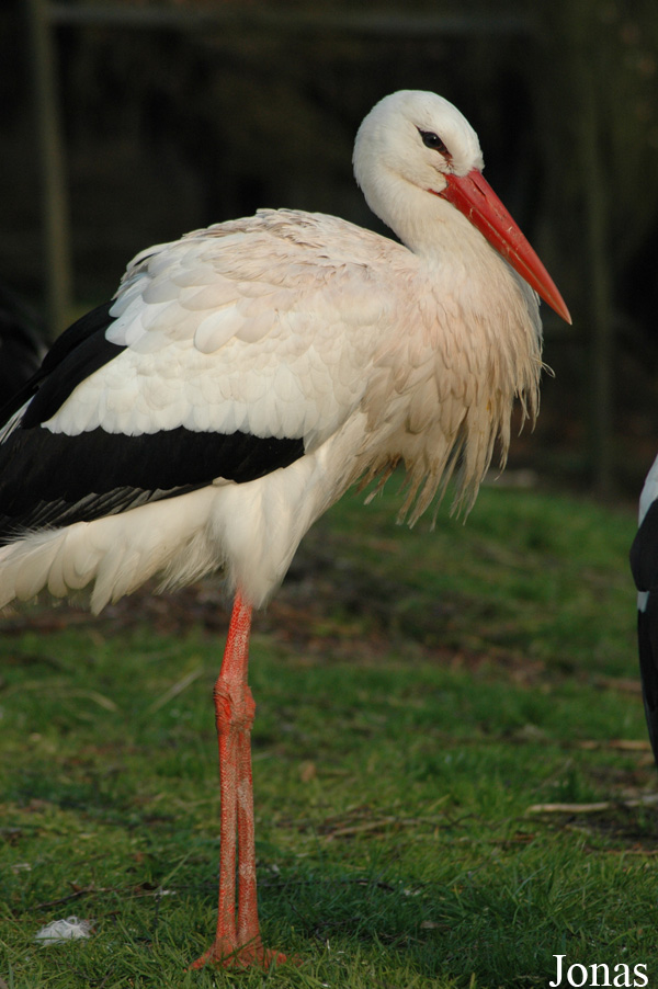 Ciconia ciconia