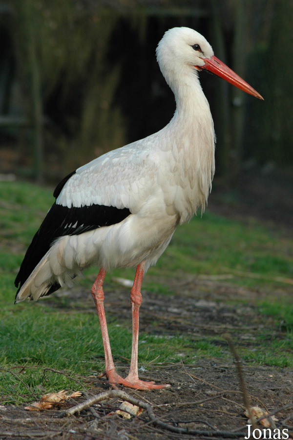 Ciconia ciconia