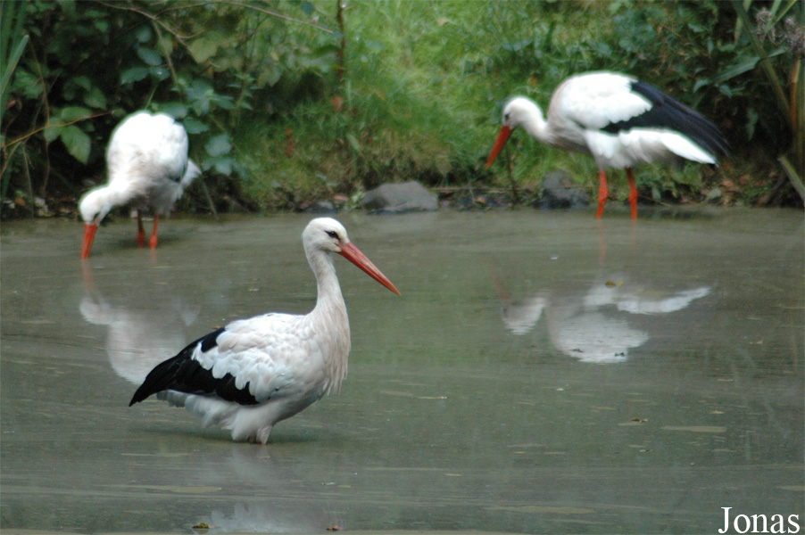 Ciconia ciconia