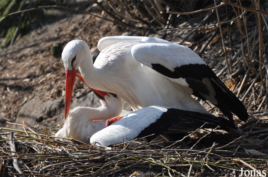 Ciconia ciconia
