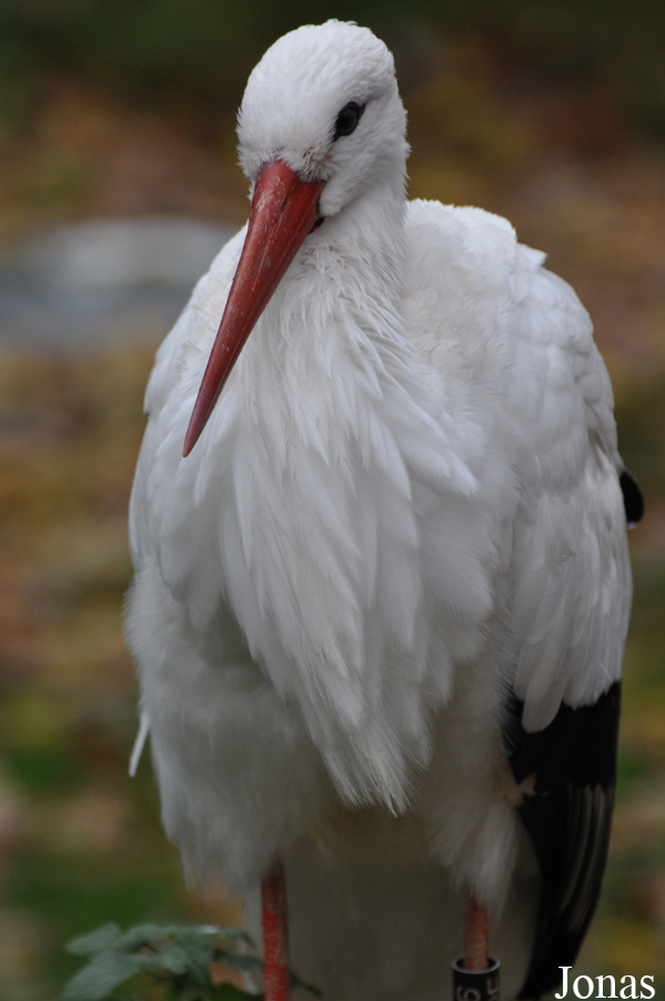 Ciconia ciconia