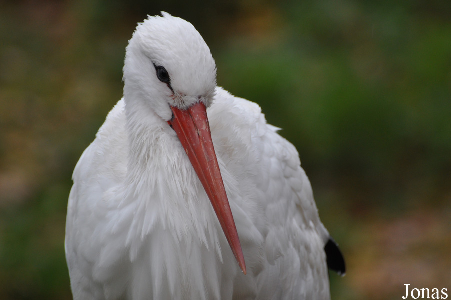 Ciconia ciconia
